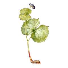 Двулистник Грея / Diphylleia Grayi