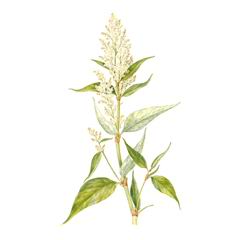 Горец Аляскинский / Polygonum Alaskanum