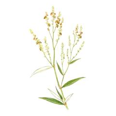 Горец Амгинский / Polygonum Amgense