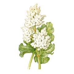 Ревень Алтайский / Rheum Altaicum