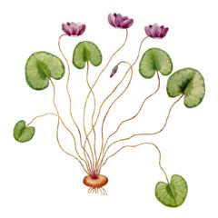 Цикламен Кавказский / Cyclamen Coum C. Abchasicum Medw. Ex Kuzn. Kolak., C. Adzharicum Pobed., C. Circassicum Pobed., C. Elegans Boiss. Et Buhse