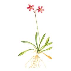Первоцвет Берингийский / Primula Beringensis