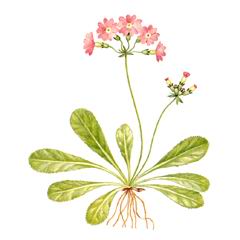 Первоцвет Дарьяльский / Primula Darialica