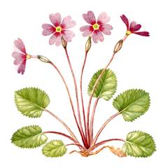 Первоцвет Юлии / Primula Juliae