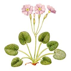Первоцвет Почколистный / Primula Renifolia