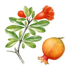 Гранат (гранатник) Обыкновенный / Punica Granatum