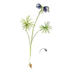 Борец Двухцветковый / Aconitum Biflorum