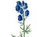   / Aconitum Decipiens