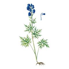 Борец Ненайденный / Aconitum Decipiens