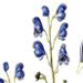   / Aconitum Flerovii