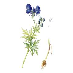 Борец Паско / Aconitum Paskoi