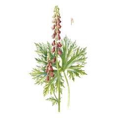 Борец Саянский / Aconitum Sajanense