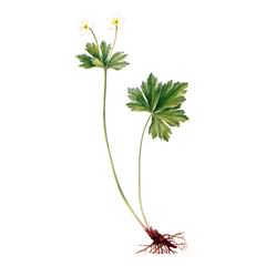 Ветреница Байкальская / Anemone Baikalensis