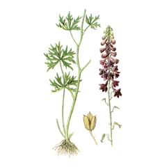 Живокость Пунцовая / Delphinium Puniceum