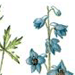   / Delphinium Ukokense