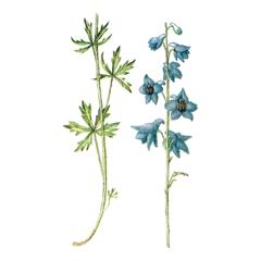   / Delphinium Ukokense