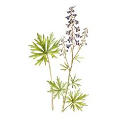   / Delphinium Uralense