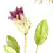 Миякея Цельнолистная / Miyakea Integrifolia
