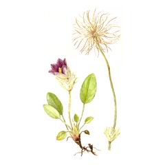 Миякея Цельнолистная / Miyakea Integrifolia