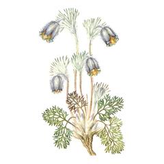 Прострел Луговой / Pulsatilla Pratensis Incl. P. Nigricans Storck., P. Ucrainica Ugr. Wissjul.