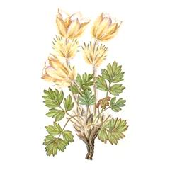 Прострел Весенний / Pulsatilla Vernalis