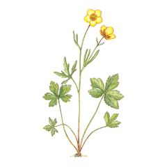 Лютик Саянский / Ranunculus Sajanensis