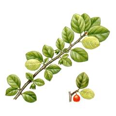   / Cotoneaster Cinnabarinus