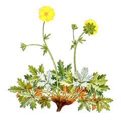   / Potentilla Beringensis