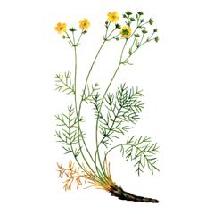Лапчатка Волжская / Potentilla Volgarica
