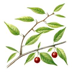Принсепия Китайская (плоскосемянник) / Prinsepia Sinensis