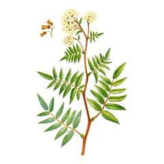 Рябинник Сумахолистный / Sorbaria Rhoifolia