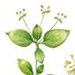   / Galium Paradoxum