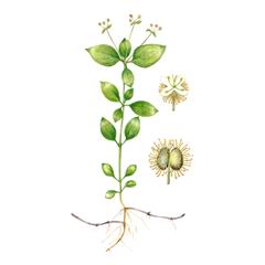 Подмаренник Удивительный / Galium Paradoxum