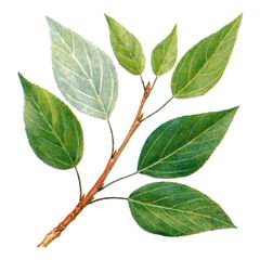 Тополь Бальзамический / Populus Balsamifera