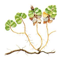 Ива Дарпирская / Salix Darpirensis