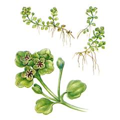 Селезеночник Дежнева / Chrysosplenium Rimosum