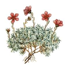 Камнеломка Динника / Saxifraga Dinnikii