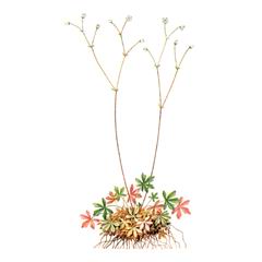 Камнеломка Коржинского / Saxifraga Korshinskii