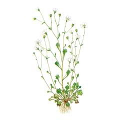 Камнеломка Молочная / Saxifraga Lactea