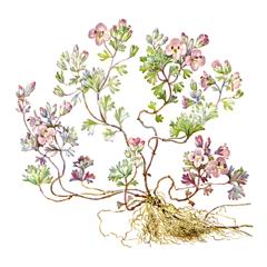 Вероника Богосская / Veronica Bogosensis