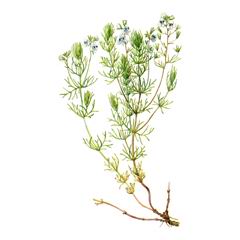 Вероника Нителистная / Veronica Filifolia