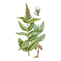Вероника Саянская / Veronica Sajanensis
