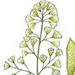 Клекачка (стафилея) Колхидская / Staphylea Colchica