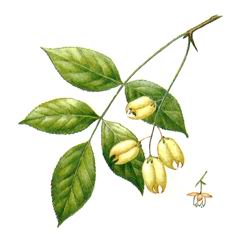 Клекачка (стафилея) Перистая / Staphylea Pinnata