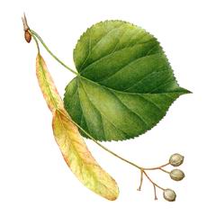 Липа Максимовича / Tilia Maximowicziana