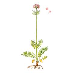   / Valeriana Ajanensis