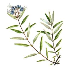 Орехокрыльник Монгольский / Caryopteris Mongholica