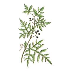 Виноградовник Японский / Ampelopsis Japonica