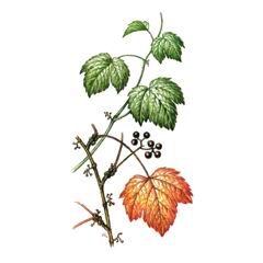 Девичий Виноград Триостренный / Parthenocissus Tricuspidata