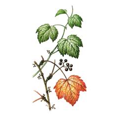    / Parthenocissus Tricuspidata